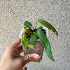 アンスリウム・ワロクアナム｜Anthurium warocqueanum 現物株