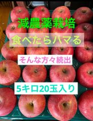 減農薬栽培山形産 りんごの王道！ふじ♪ほどよい大きさ20玉中玉パック詰め5k箱
