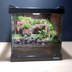 水場のある苔テラリウム 【No.1】コケリウム  イモリウム