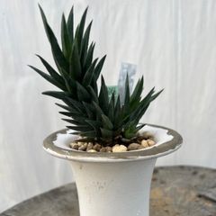 硬質系ハオルチア グラウカ(50456)