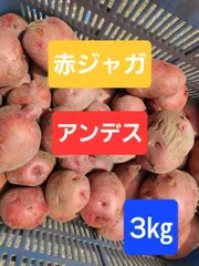 佐賀県産赤ジャガイモ