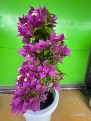 ブーゲンビリア　パープル　6号鉢植え苗    花が終わるかも
