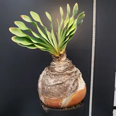 ブーファン　ハエマンソイデス　実生　A 現品限り】ブーファン・ハエマンソイデス 発根済み【L66