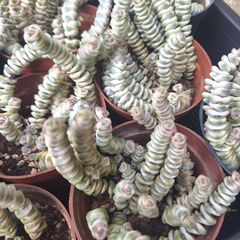 ☆ファンタジー☆クラッスラ　多肉植物