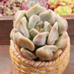JU031	シュークリーム	【イータニク】多肉植物　韓国苗　第四種郵便発送