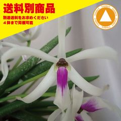 洋蘭 Lpt bicolor