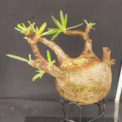 饅頭　グラキリス　現地球　まん丸　美株　特選　オレンジ肌　緑肌　良型　ぼってり ☆評価2000記念☆ パキポディウム グラキリス 現地球 まん丸 良