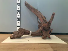 ADA ホーンウッド　HORN WOOD L 未使用品　10本セット 2025年最新】ホーンウッド adaの人気アイテム - メルカリ