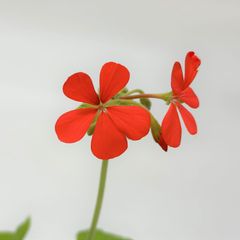 カラーリーフゼラニウム　古今欄　天竺葵　　ガーデニング　花壇　葉　紅葉　希少品種