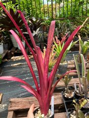 ビルベルギア テンイー Billbergia 'Teng EE'（ 'Afterglow' x 'Hallelujah'）キンクマ農園☆B0015