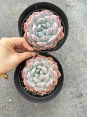 ⑳大きめ苗! 青鬼❣️紅染華❣️ブルーバニラ❣️もみじ飴❣️メルカリ便込 flower 本舗 - メルカリShops