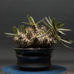 "Pachypodium Gracilius" パキポディウム グラキリス 管理2231