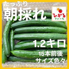 朝採れきゅうり 約15本 1.2キロ⭐️ひかるファーム