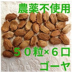 【農薬不使用】ゴーヤの種 300粒 夏バテ予防 夏野菜の種