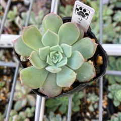 マドレーヌ　抜き苗　多肉植物　モフ多肉　エケベリア