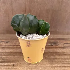 2025年最新】多肉植物鸞鳳玉の人気アイテム - メルカリ