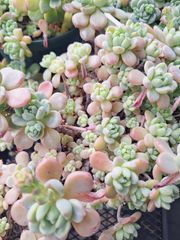 ☆スモールピーチ☆　カット３苗セット♪多肉植物