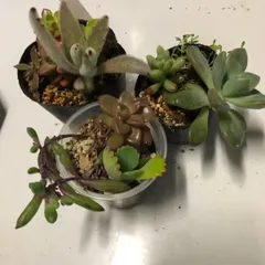 多肉植物　寄せ植え