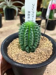 ユーフォルビア・ファンブリアータ　多肉植物