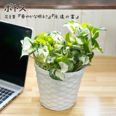 観葉植物 ハートの葉っぱ 種類 室内 ポトス ステータス 5号 白竹鉢カバー PPライナー付 おしゃれ お祝い 母の日 誕生日 インテリア リビング 斑入り 希少 送料無料