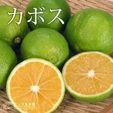 柑橘★カボス★高尚な香りとさわやかな酸味★1本で結実★接木苗