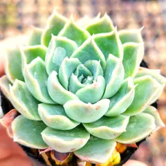 ホーリンぜ✕ケッセルリンギアナ❤️ エケベリア ホーリンゼ Echeveria 'Horlindsa'｜多肉植物図鑑