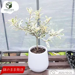 専用出品　　斑入りガジュマル、二箇所接木、丸鉢 専用出品 斑入りガジュマル、二箇所接木、丸鉢 2025年最新】斑入り