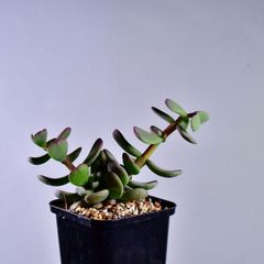 3O3 実生 ケラリア ピグマエア コーデックス 塊根植物 ケラリアピグマエア