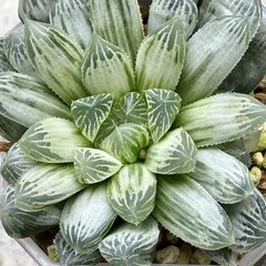 白斑オブツーサ錦　観葉植物　ハオルチア　植物