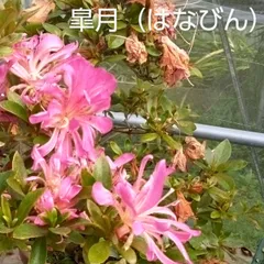 2025年最新】盆栽皐月の人気アイテム - メルカリ