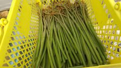 天然わらび１kg　北海道産