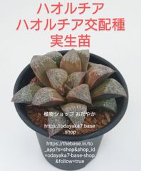 ハオルチア