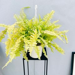［現品］52番　ネフロレピス　ハッピーゴールデン　5号　観葉植物　室内　ハンギング　吊り鉢　吊り下げ　シダ