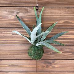 希少!!①ビカクシダ◎コウモリラン◎苔玉◎ビーチー◎観葉植物