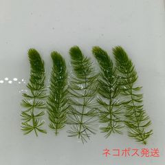 トップカット　マツモ　水草　浮き草