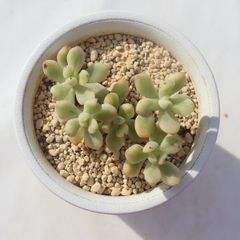 Top【選抜株】多肉植物　265378ホワイトグリーニ　12個　鉢無し/脱土 多肉植物 セドイデス錦 抜き苗 - メルカリ