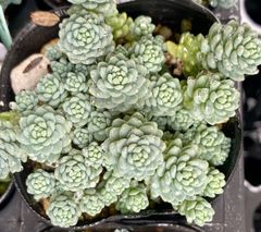 マジョール　セダム　多肉植物