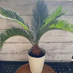 取寄商品 実生 オーストラリア ソテツ cycas cupida サイカス クピダ