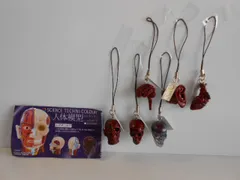 2025年最新】人体模型ストラップの人気アイテム - メルカリ