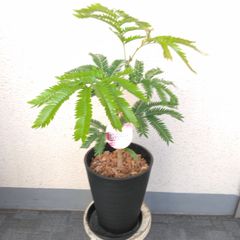 現品】エバーフレッシュ曲がり 大型観葉植物 高140◎ 幹極太