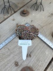 ジンジャグ ランダム エケベリア トロピカルガーデン 多肉植物