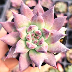 989多肉　アテマハック　中里　札付き　ポットごとメルカリ便 2025年最新】アテマハック 多肉の人気アイテム - メルカリ