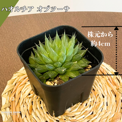 【沖縄育ち】約4㎝ ハオルチア オブツーサ 多肉植物 かわいい 育てやすい 南国 1-2