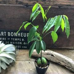 ポットごと ジャックと豆の木 数量限定 豆からぱっくり ガーデニング