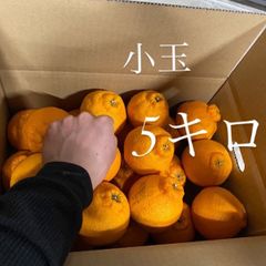 【小玉・5キロ】肥の豊（熊本オリジナル品種）