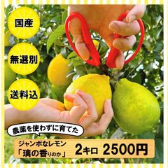 【送料込み】農薬不使用 ジャンボ レモン 静岡県産 2キロ 2500円 璃の香 大玉 無選別 国産