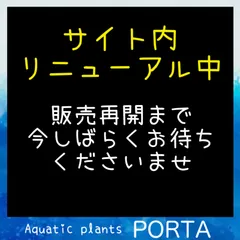 2024年最新】エキノドルステネルスの人気アイテム - メルカリ