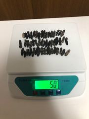 工場直売　関西産A級品 乾燥なまこ　超ミニサイズ 50g50匹 (計量時50g50本)