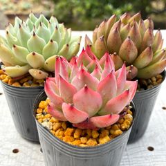 韓国苗　3苗セット　多肉植物　エケベリア