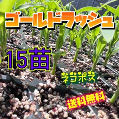 みわくのコーンゴールドラッシュ　野菜苗　スイートコーン　とうもろこし　野菜　トウモロコシ
